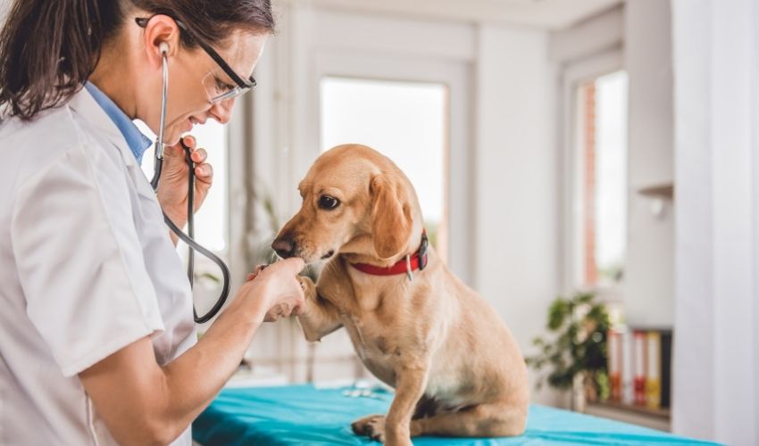 Medicina Veterinária: conheça o curso e as áreas de atuação do médico