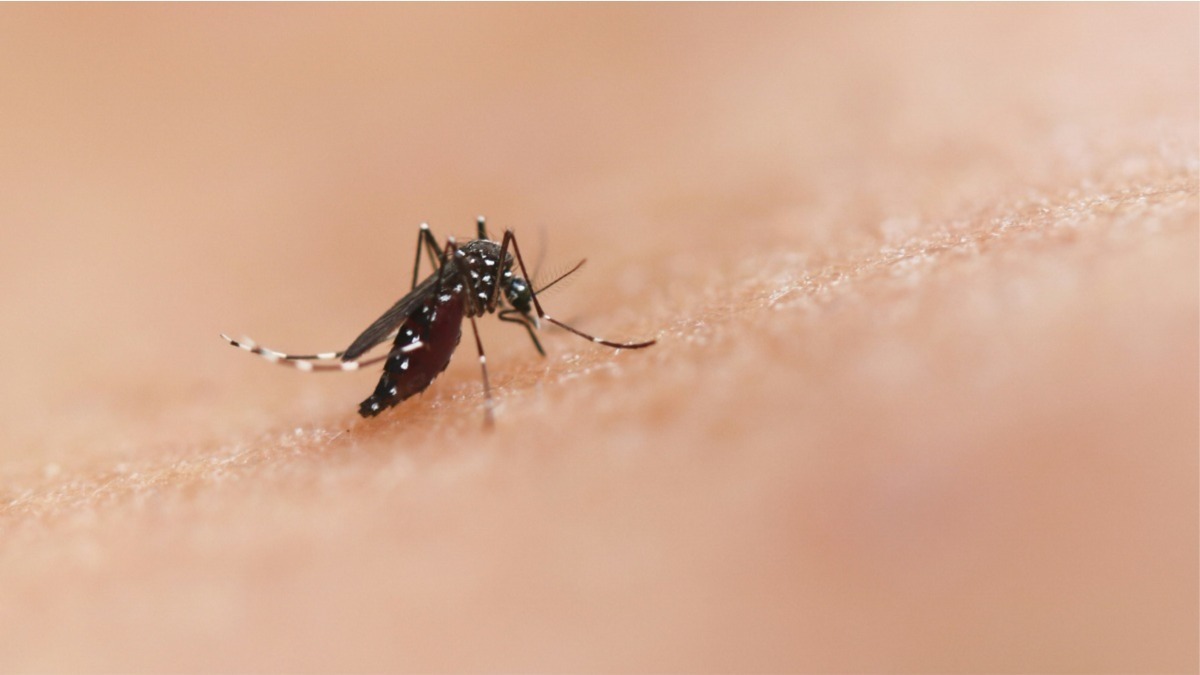 mosquito da dengue por cima de uma pele, texto sobre dengue