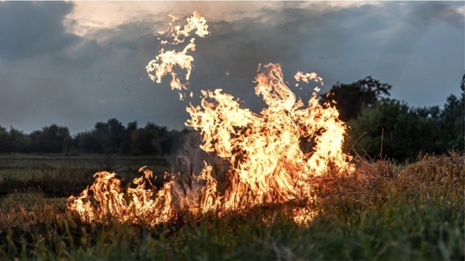 fogo em uma área de mata, piroceno