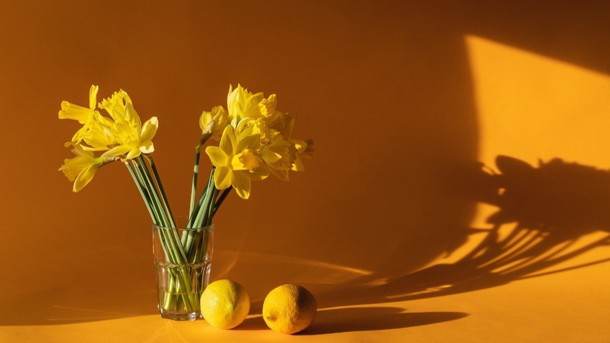 flores amarelas e uma parede amarela, setembro amarelo