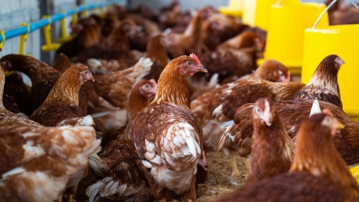 galinhas em uma granja, gripe aviária