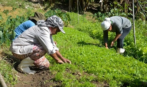 trabalhadores rurais brasil redação