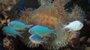 animais marinhos, desafios e estratégias para a conservação da vida marinha e o uso sustentável dos oceanos, redação pronta