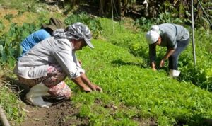 trabalhadores rurais do brasil, redação pronta